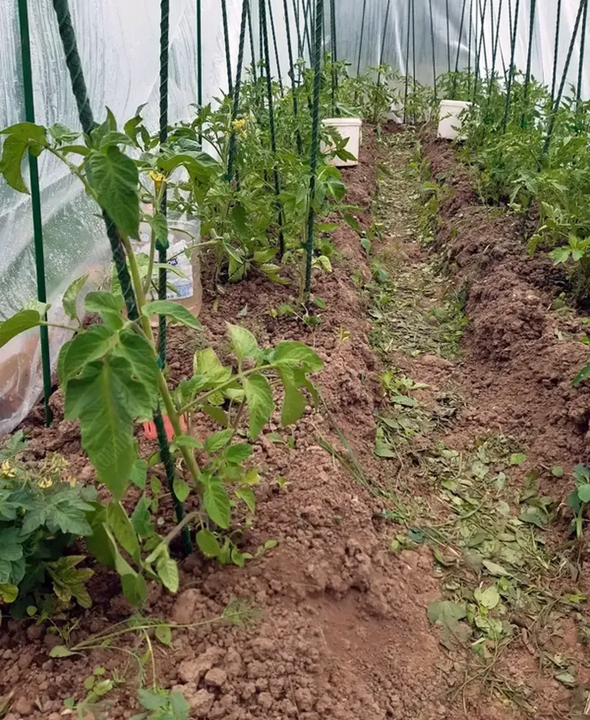 Колышки зеленые для подвязки растений 1,5 м